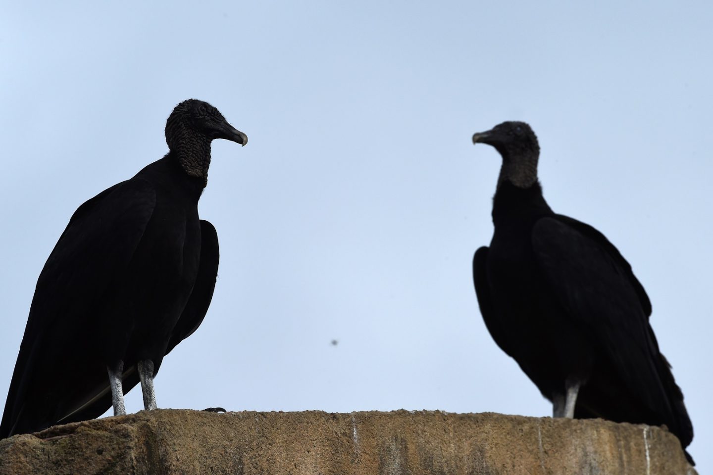 Os urubus são da família dos abutres, mas não atacam as pessoas. Eles se alimentam de carniça., mas podem comer também material orgânico e, raras vezes, pequenas aves e roedores. Foto de Marcus Brandt/DPA