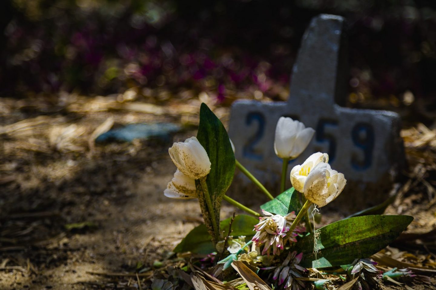 Cemitério dos Ajinhos. Foto de Márcio Menasce