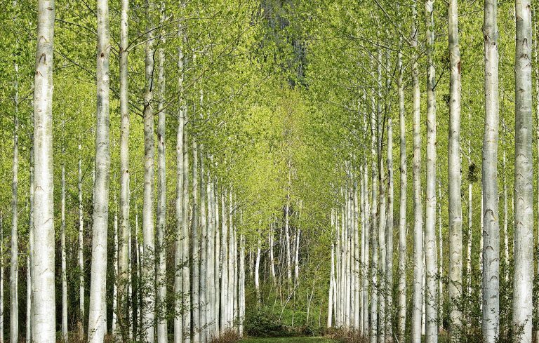 Projetos de restauração florestal, gestão hídrica e energia renovável estão entre as melhores oportunidades para investimentos ambientais. Foto de Jean-Philippe Delobelle/Biosphoto