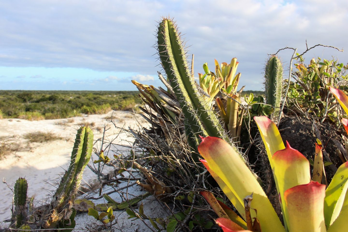Vegetação característica o Parque Estadual da Costa do Sol, em Araruama, Rio de Janeiro. Foto Luiz Souza/NurPhoto
