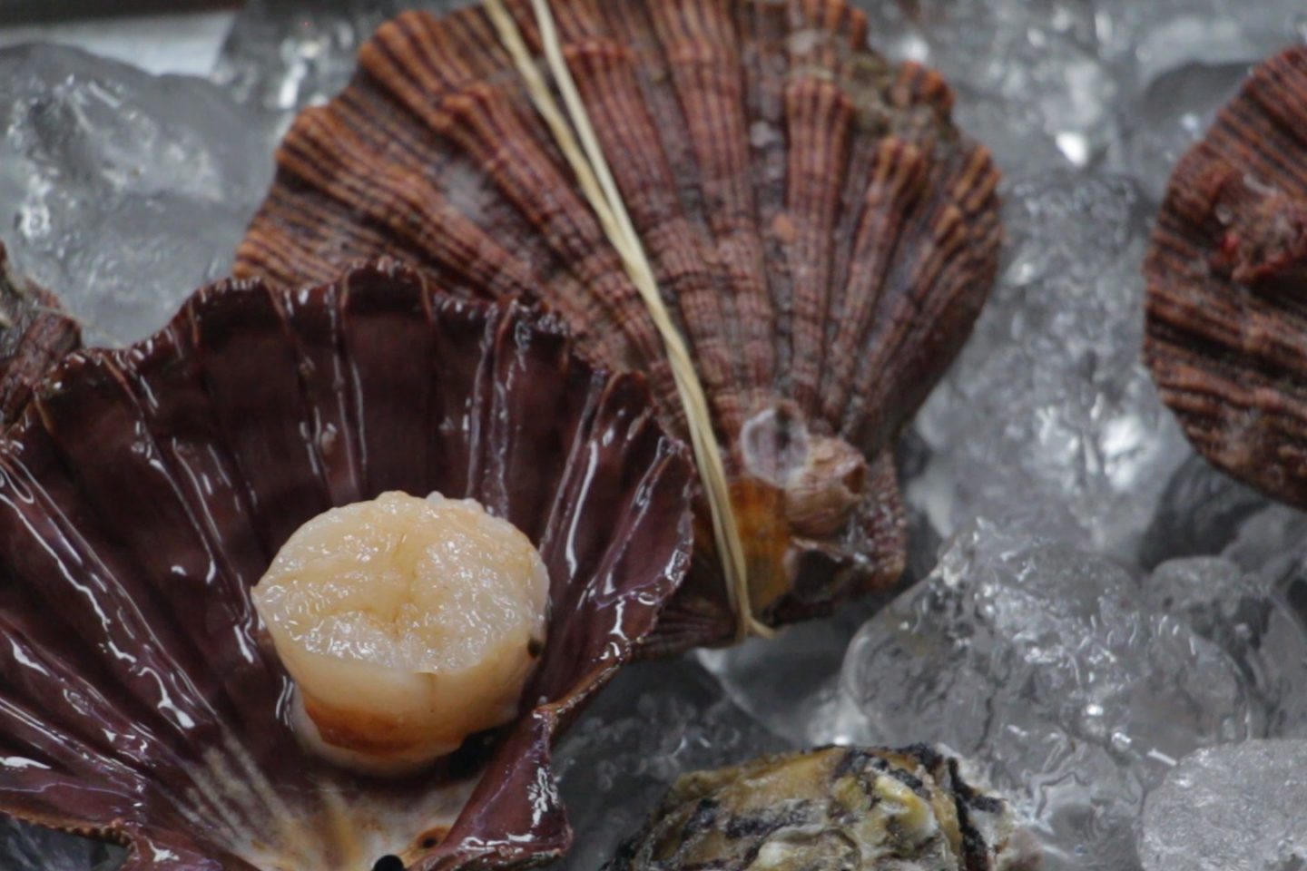 Vieiras da Ilha Grande