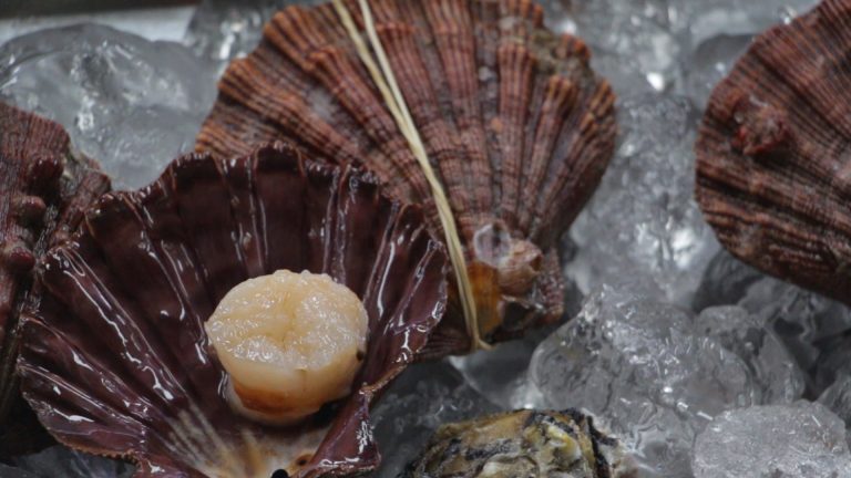 Vieiras da Ilha Grande