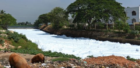 Lago de Bellandur poluido. Foto de Manjunath Kiran/ AFP