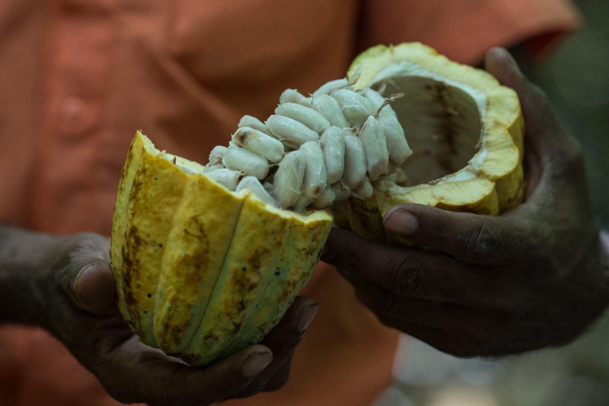 TO GO WITH AFP STORY BY YANA MARULL A farmer shows cocoa beans in Sao Felix do Xingu, Para state, northern Brazil, on August 7, 2013. AFP PHOTO / YASUYOSHI CHIBA / AFP PHOTO / YASUYOSHI CHIBA
