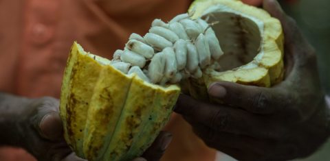 TO GO WITH AFP STORY BY YANA MARULL A farmer shows cocoa beans in Sao Felix do Xingu, Para state, northern Brazil, on August 7, 2013. AFP PHOTO / YASUYOSHI CHIBA / AFP PHOTO / YASUYOSHI CHIBA