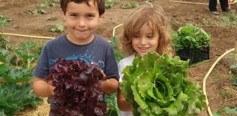 Mãozinhas na terra: As crianças aprendem a lidar com a plantação, a valorizar a natureza e a diversificar o cardápio (Foto Rosane Monteiro)