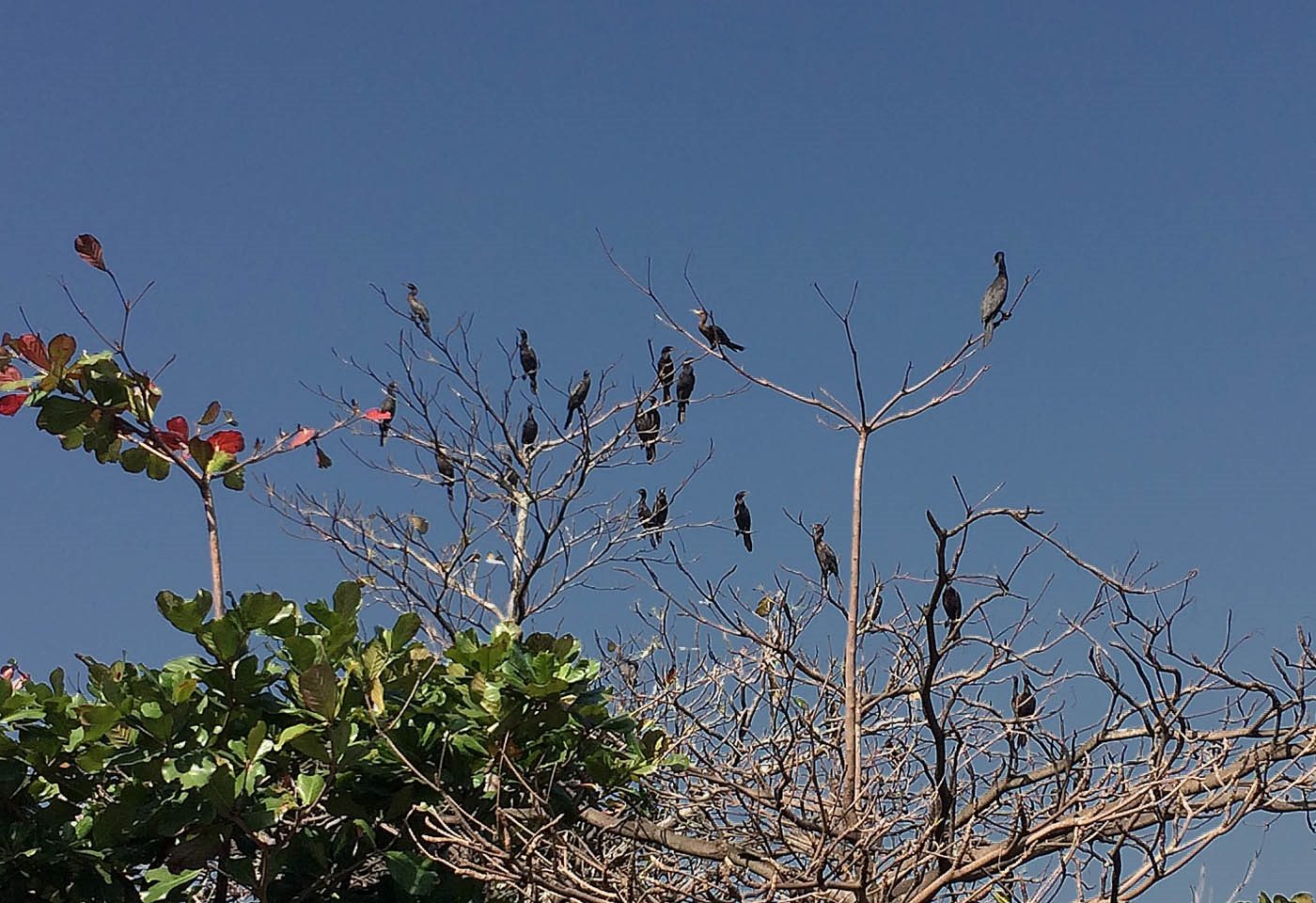 Tão originais quanto o Corcovado e o Pão de Açúcar, os biguás já estavam por aqui quando os índios chegaram. Foto Leo Aversa