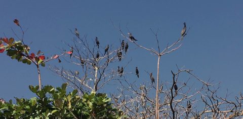 Tão originais quanto o Corcovado e o Pão de Açúcar, os biguás já estavam por aqui quando os índios chegaram. Foto Leo Aversa