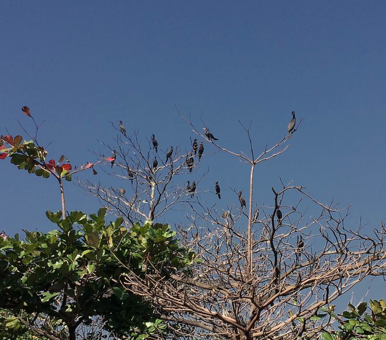Tão originais quanto o Corcovado e o Pão de Açúcar, os biguás já estavam por aqui quando os índios chegaram. Foto Leo Aversa