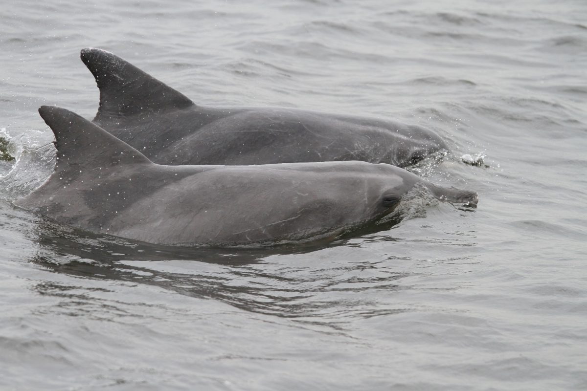 Os golfinhos-de-dentes-rugosos vêm do alto-mar, e não são os mesmos botos que habitam a baía há décadas . Foto Liliane Lodi