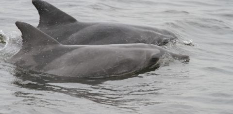 Os golfinhos-de-dentes-rugosos vêm do alto-mar, e não são os mesmos botos que habitam a baía há décadas . Foto Liliane Lodi
