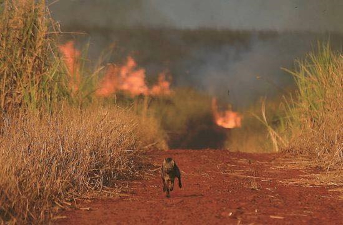 Só nos primeiros 27 dias de setembro foram identificados 105 mil focos de incêndio no Brasil. Foto ICMBio