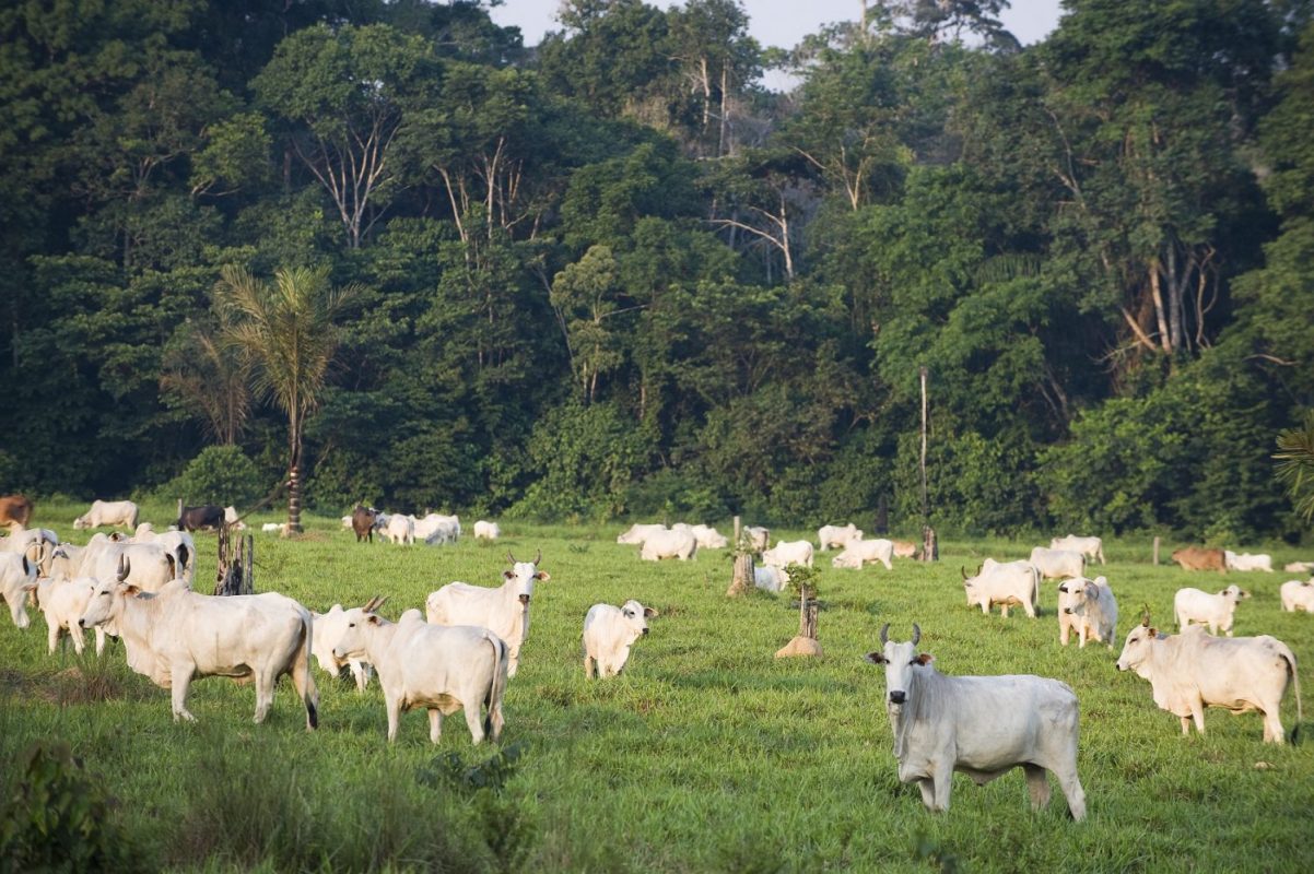 Área de reserva na Amazônia ocupada ilegalmente por gado. Foto Antonio Scorza/AFP