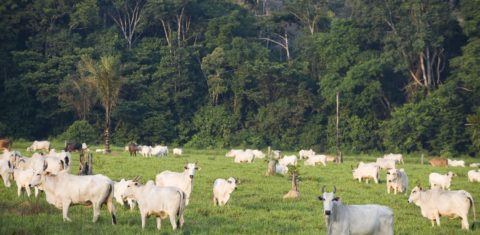 Área de reserva na Amazônia ocupada ilegalmente por gado. Foto Antonio Scorza/AFP