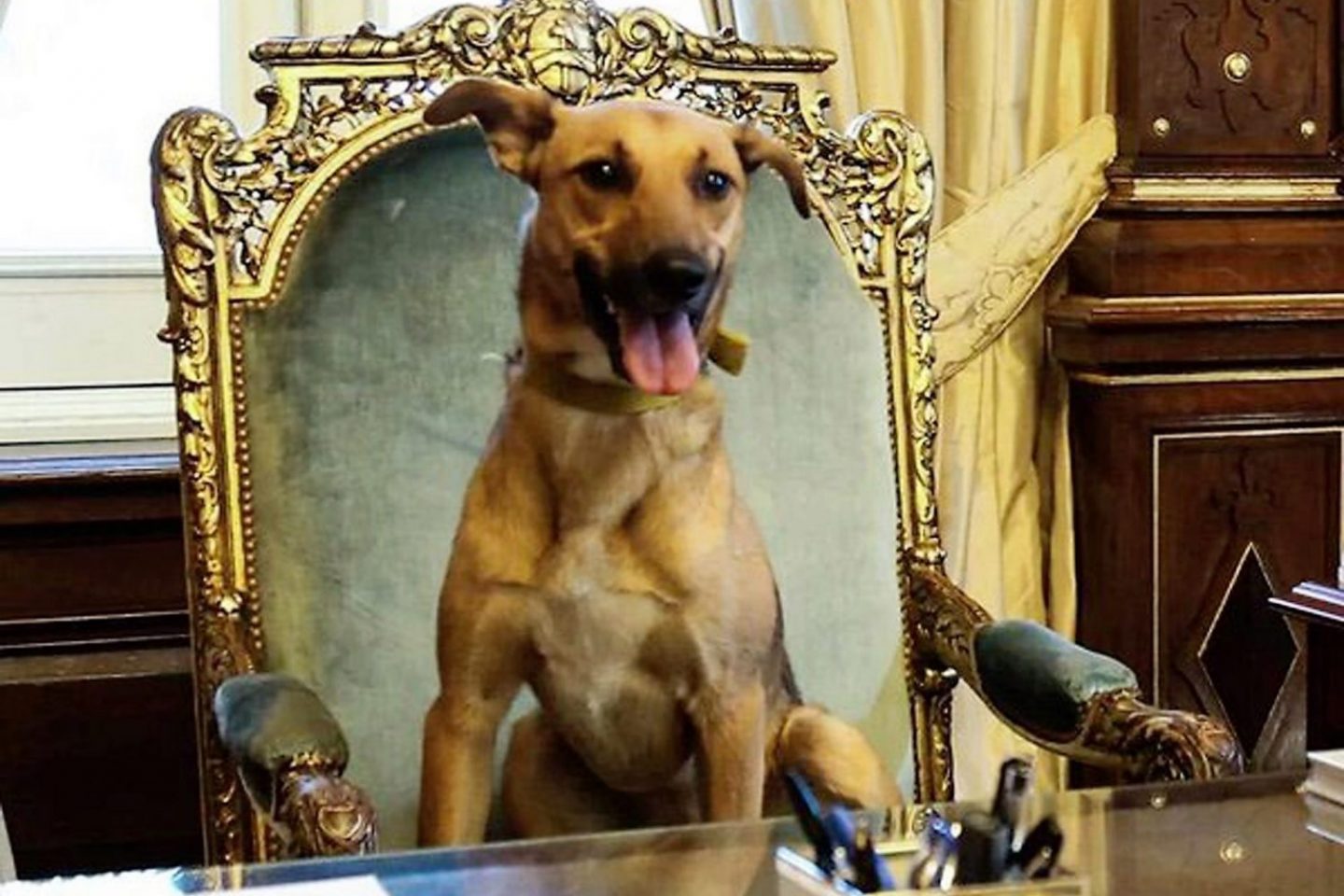 Balcarce, mascote de Mauricio Macri, ocupa a cadeira do presidente argentino, na Casa Rosada. Foto: AFP/NA/HO