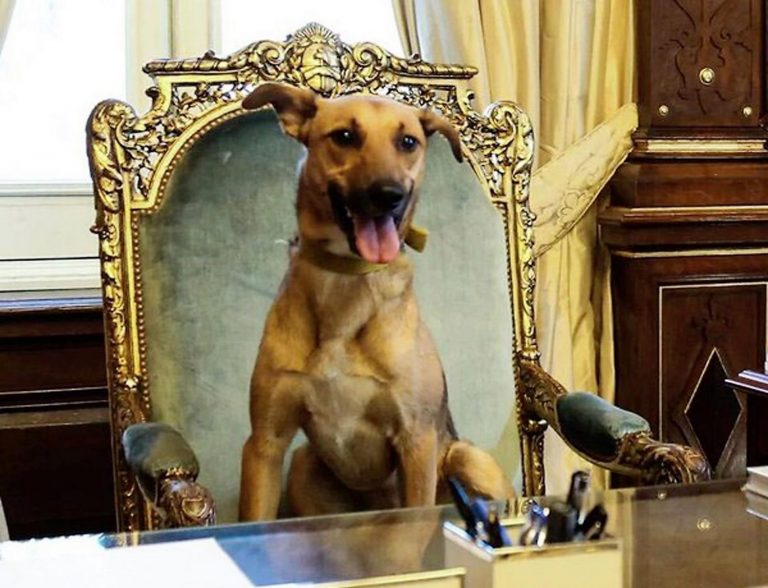 Balcarce, mascote de Mauricio Macri, ocupa a cadeira do presidente argentino, na Casa Rosada. Foto: AFP/NA/HO