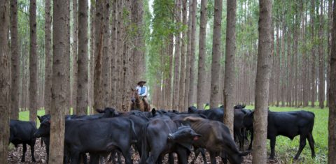 Fazenda Santa Brígida, em Ipameri, Goiás. Sistema Integração Lavoura Pecuária Floresta - ILPF.