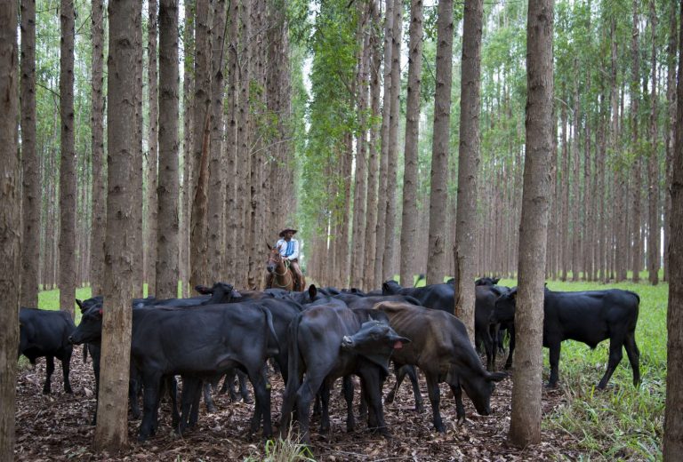 Fazenda Santa Brígida, em Ipameri, Goiás. Sistema Integração Lavoura Pecuária Floresta - ILPF.