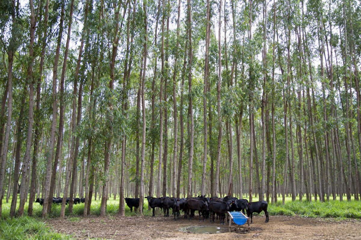 Gado convive de forma harmoniosa com a floresta de eucalipto. Foto de Simone Marinho