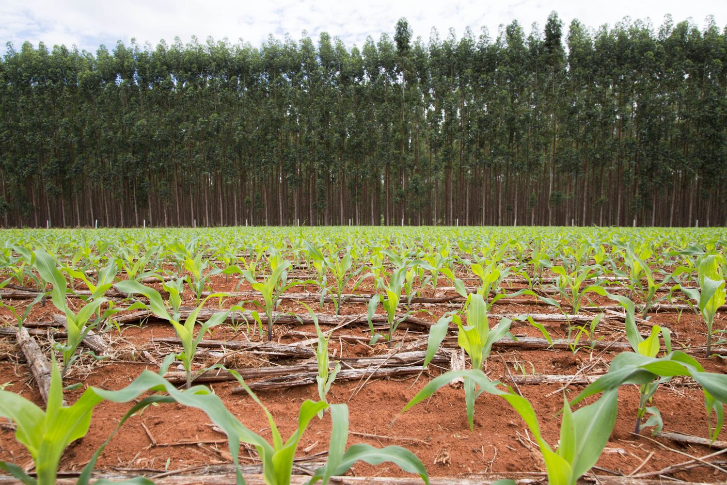 Foto de Simone Marinho Fazenda Santa Brigida,, em Ipameri, combina plantacao de milho com floresta da eucalipto.