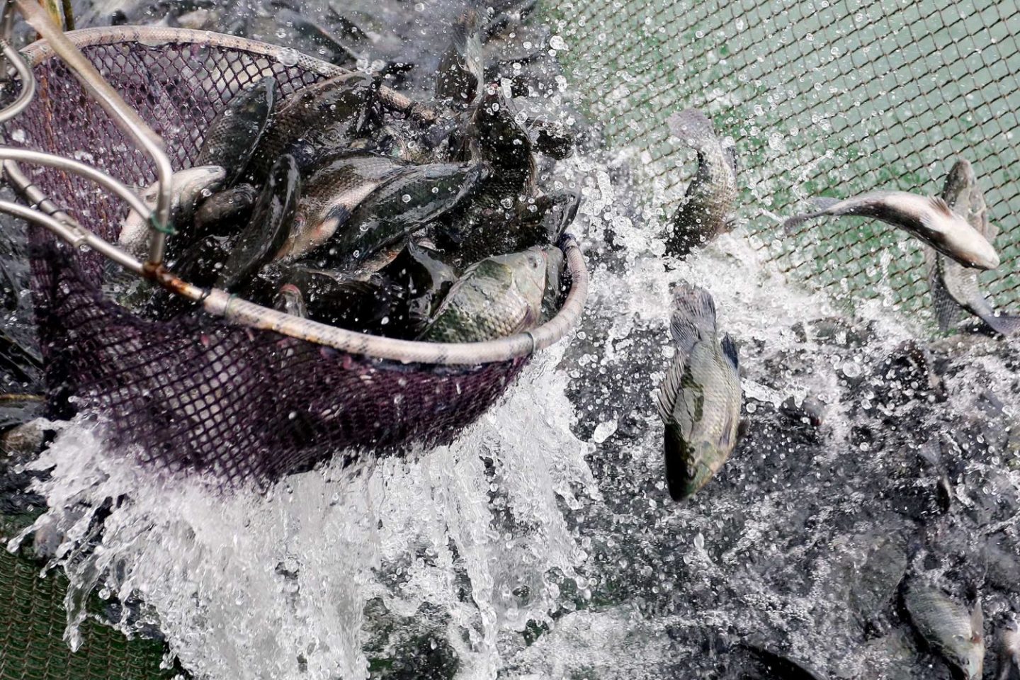 Fazenda de Peixes em Santa Fé do Sul. Foto: Fernando Maia