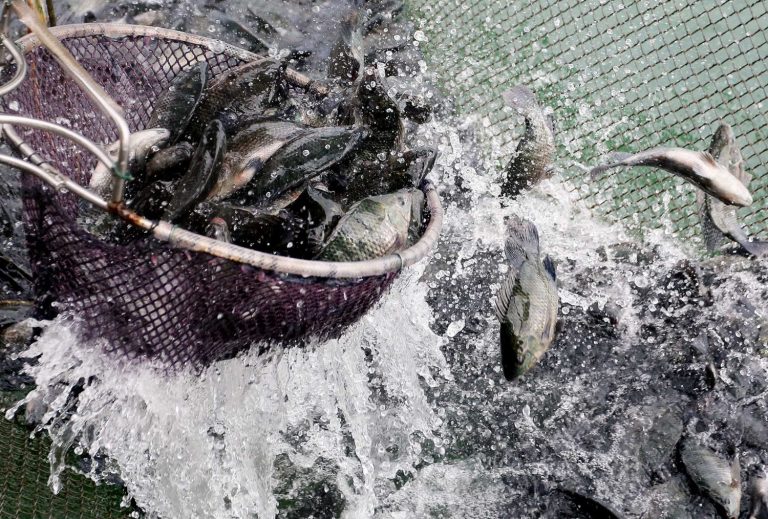 Fazenda de Peixes em Santa Fé do Sul. Foto: Fernando Maia