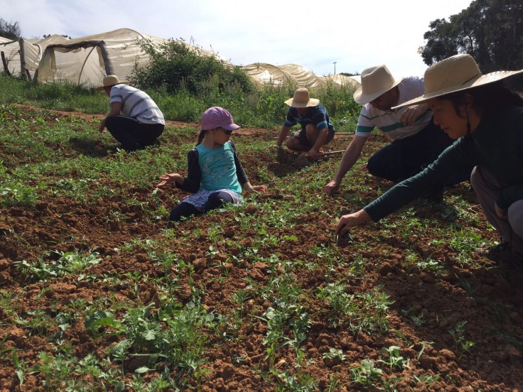 Os consumidores visitam os agricultores e aprendem também a plantar (Foto Evelyn Cianfarano)