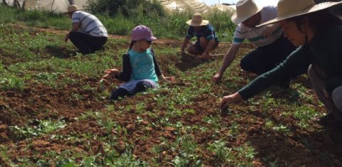 Os consumidores visitam os agricultores e aprendem também a plantar (Foto Evelyn Cianfarano)