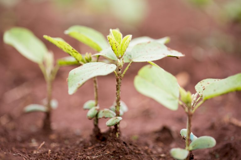 Produção de Biodisel Caramuru. Agricultura familiar. Flávio Roberto do Carmo Oliveira (blusa azul), Rafael do Carmo Oliveira (irmãos) e José Vaz de Oliveira(pai, de blusa verde), produtores, na propriedade em Morrinhos, Goiás. Plantação de soja. (Foto Simone Marinho)