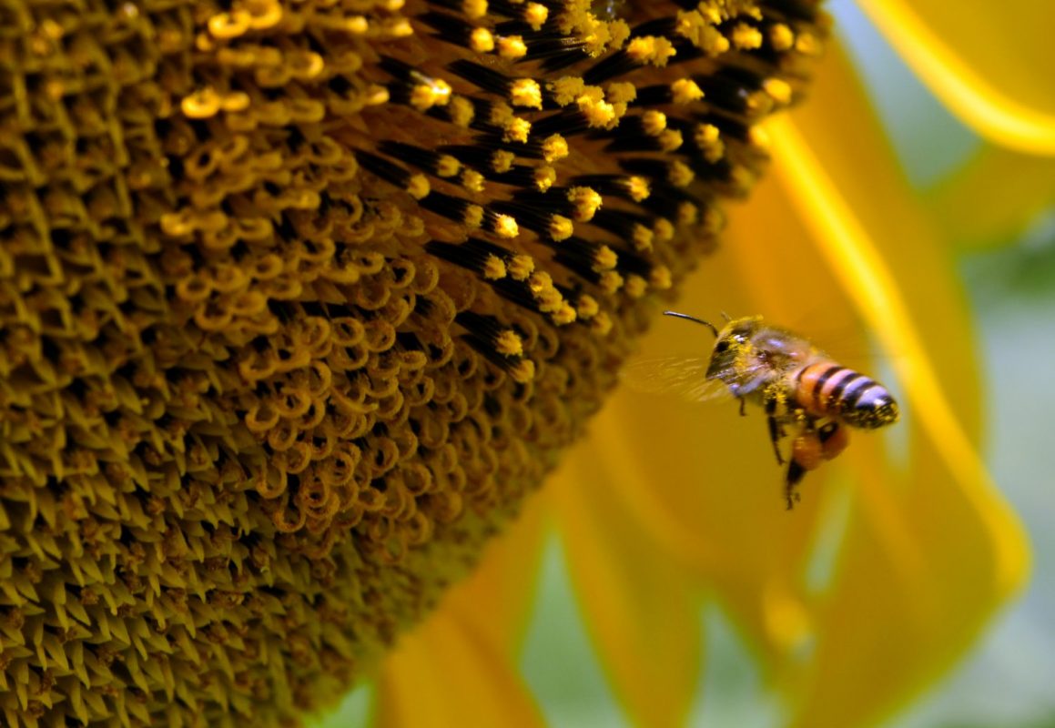 Polinizacao com abelha. Foto de Mirian Fichtner