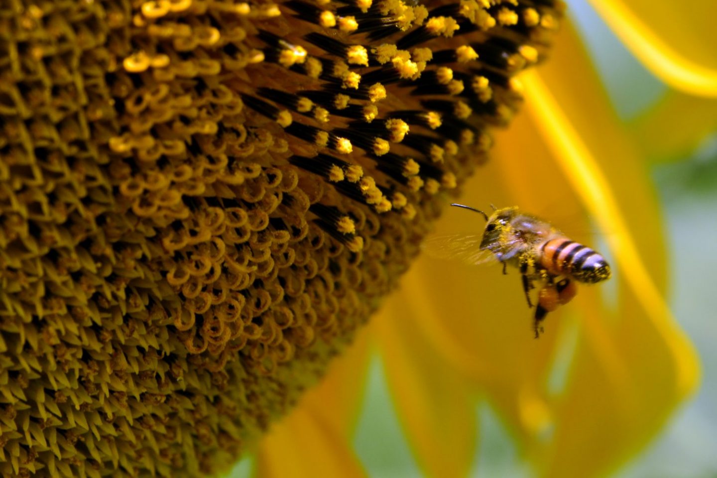 Polinizacao com abelha. Foto de Mirian Fichtner