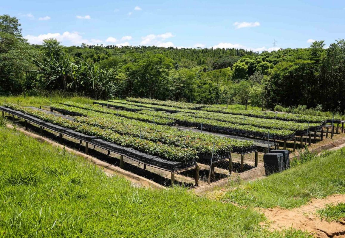 Floresta e agricultura associadas em uma propriedade rural (Foto Fernando Maia)