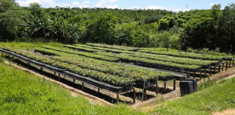 Floresta e agricultura associadas em uma propriedade rural (Foto Fernando Maia)
