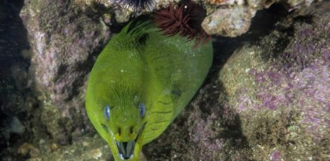 Um dos muitos tesouros descobertos por Ricardo Gomes na Baía de Guanabara. Foto Divulgação