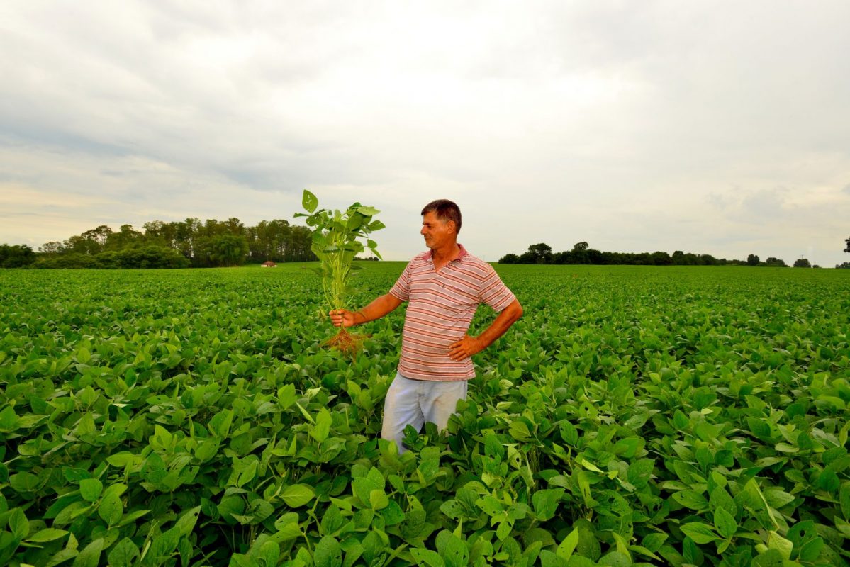 Roberto Schulz, pequeno produtor de soja com N2, em Londrina. Foto de Mirian Fichtner