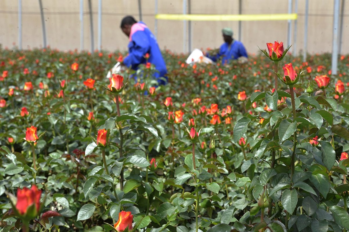 Trabalhadoras da fazenda Maridaidi, em Naivasha, colhem rosas para serem exportadas para a Europa. Foto Saimon Maina/AFP