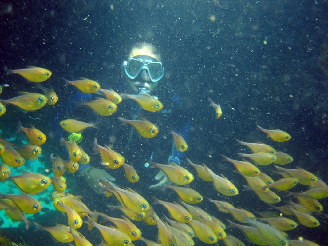 Mergulhador observa Cardume no fundo da Baía de Todos os Santos. Foto Divulgação