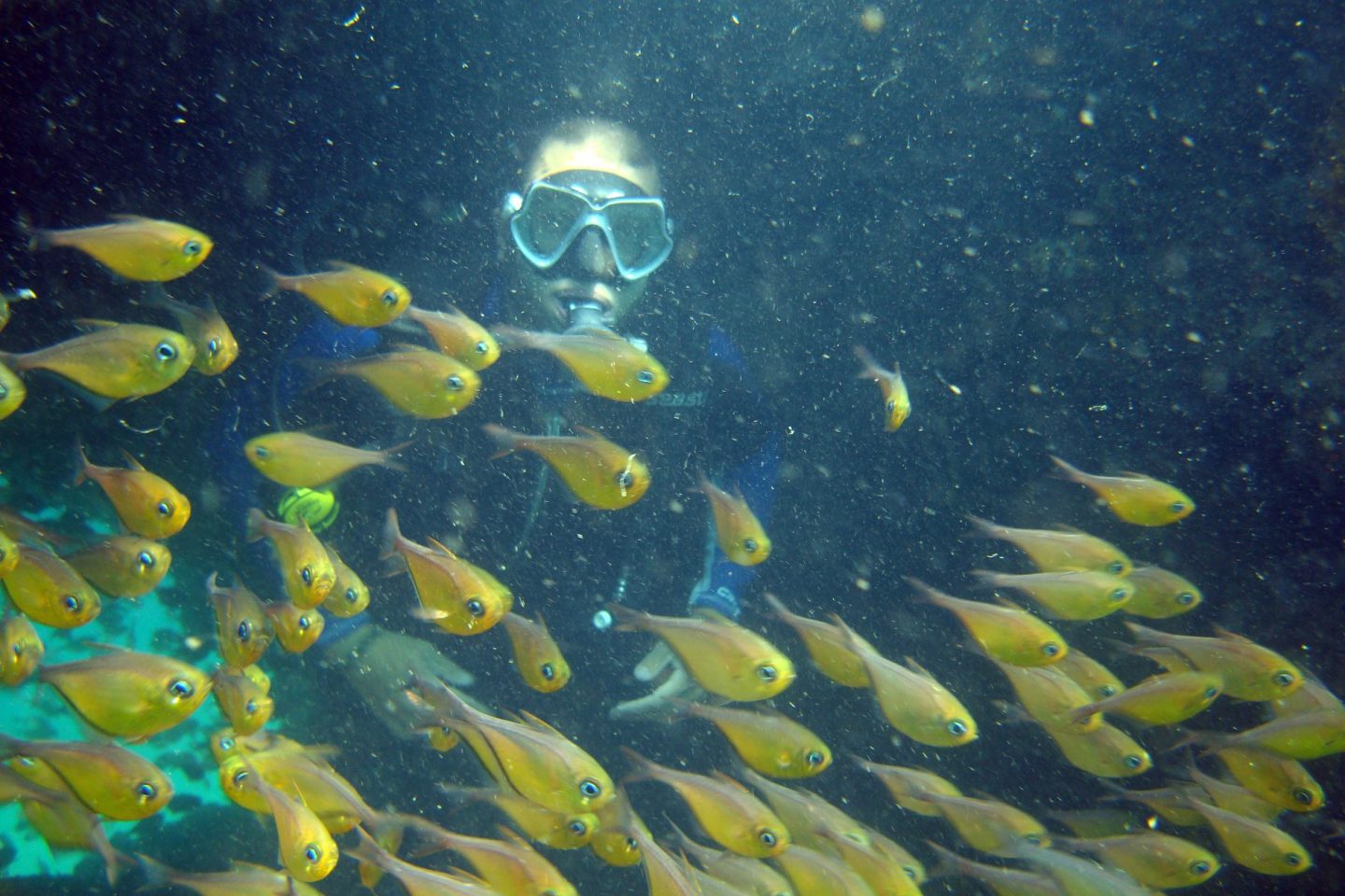 Mergulhador observa Cardume no fundo da Baía de Todos os Santos. Foto Divulgação
