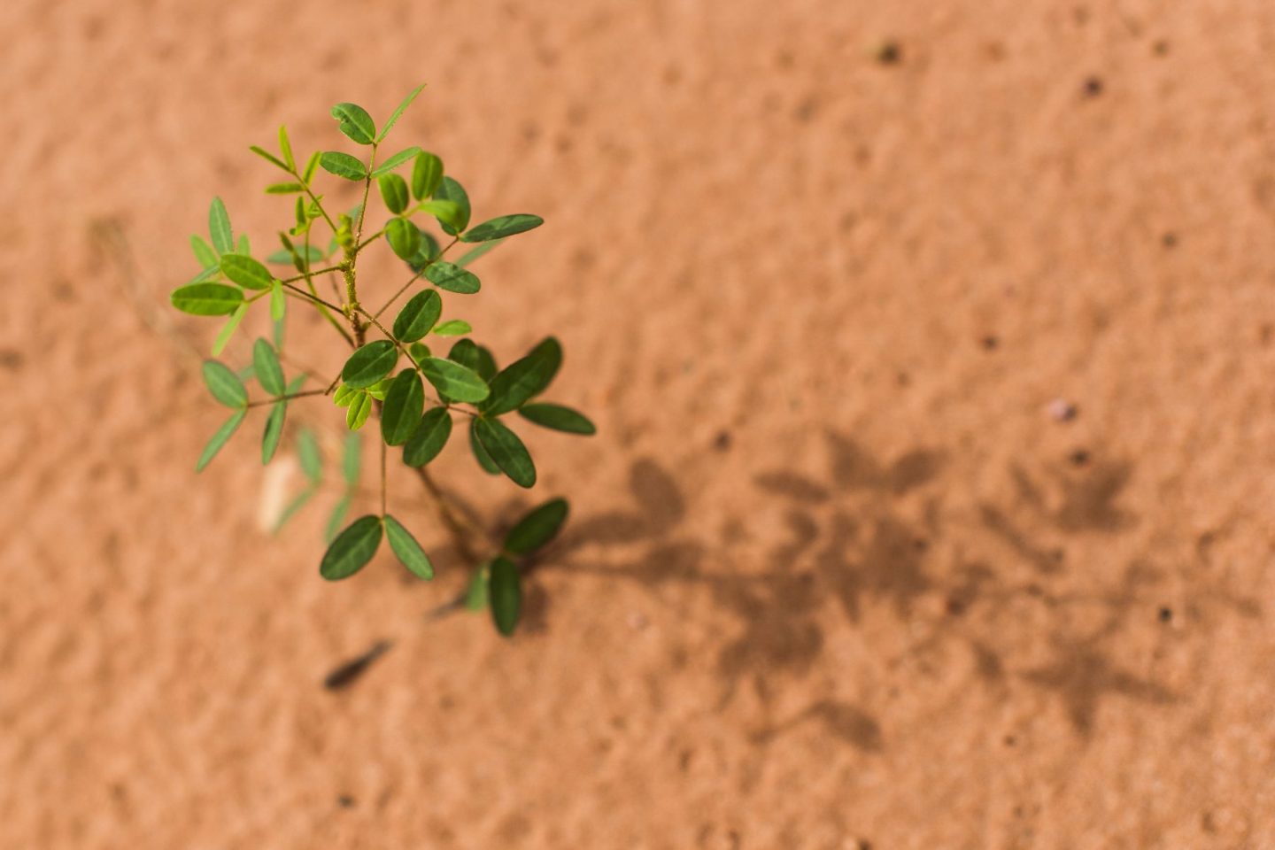 Chapada dos Guimaraes, no Cerrado. Foto de Yasuyoshi Chiba/ AFP