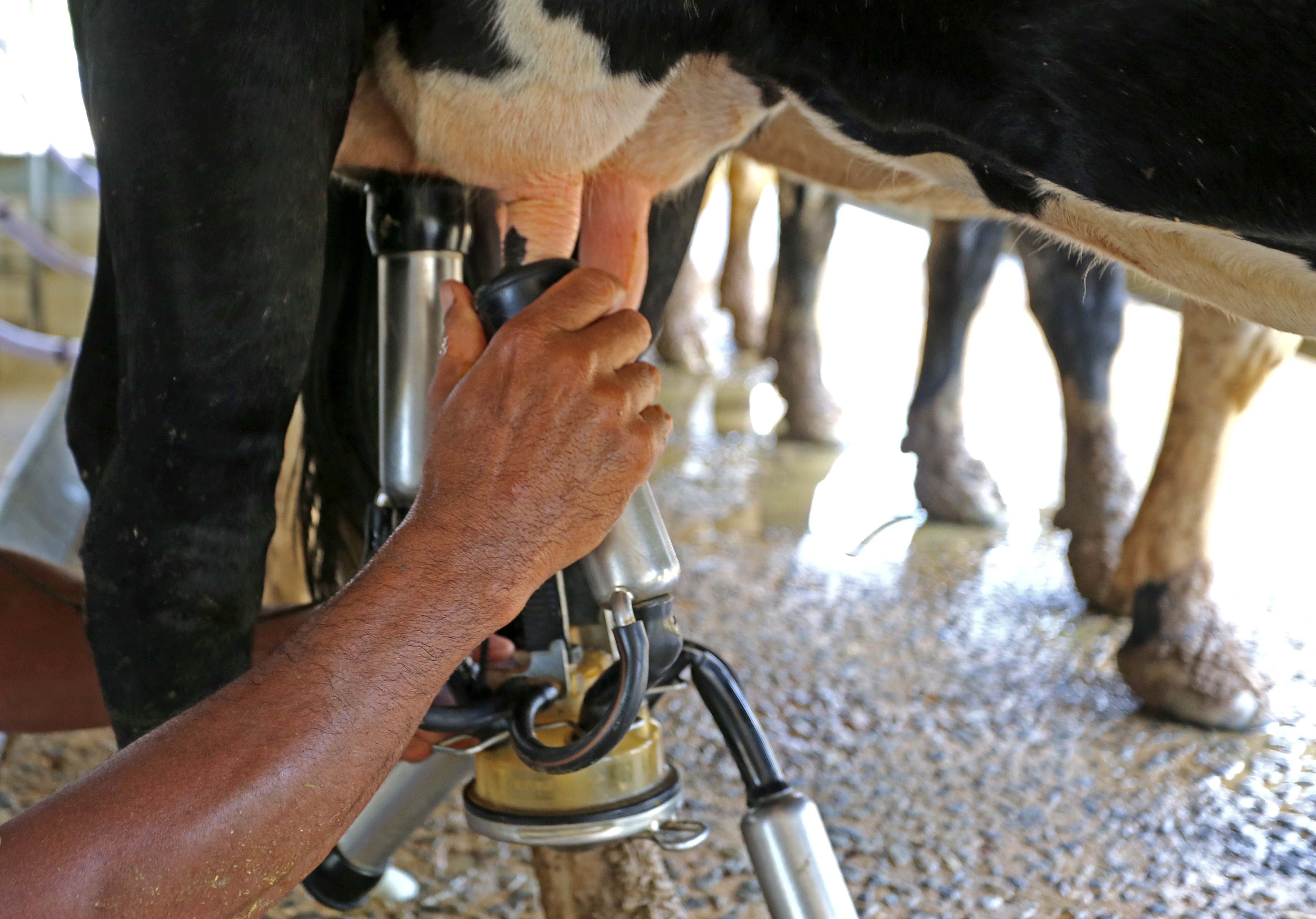 Gado de leite na Fazenda da Embrapa, em Juiz de Fora. Fotos: Fernando Maia