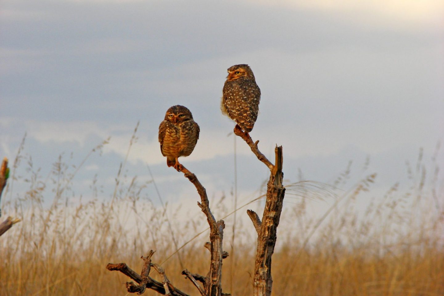 Corujas no Cerrado: uma centena de espécies ameaçadas ( Foto Nathália Machado /Universidade Federal de Goiás)