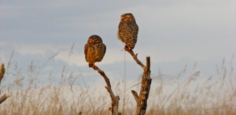 Corujas no Cerrado: uma centena de espécies ameaçadas ( Foto Nathália Machado /Universidade Federal de Goiás)