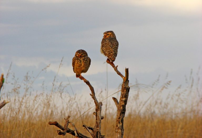 Corujas no Cerrado: uma centena de espécies ameaçadas ( Foto Nathália Machado /Universidade Federal de Goiás)