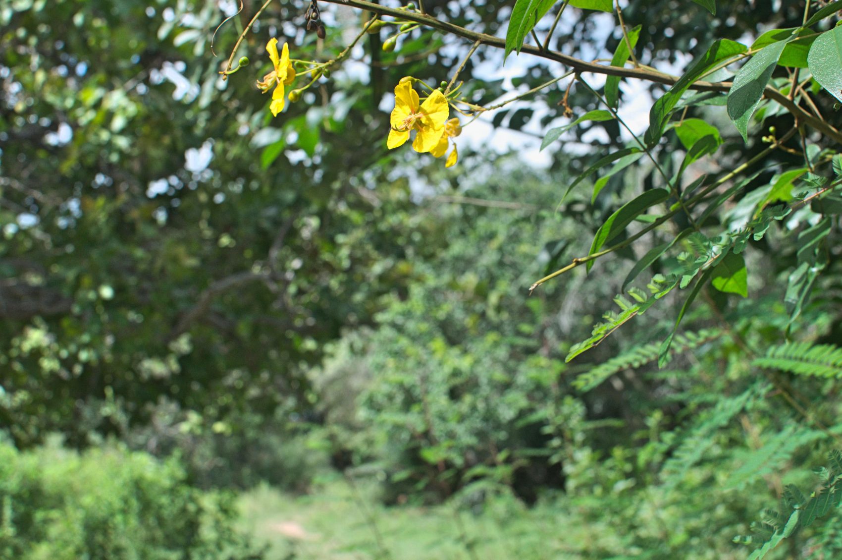 Fedegoso do Cerrado: a mata do bioma tem muito a oferecer (Foto Flavia Milhorance)