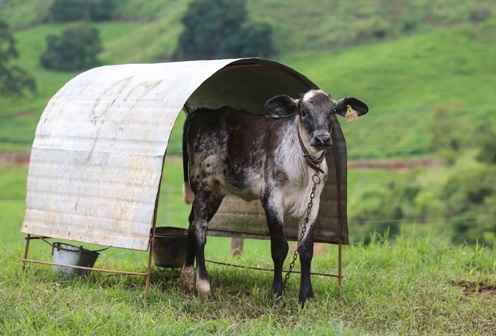 Cuidados com os animais também aumentam a produtividade na pecuária (Foto Fernando Maia)
