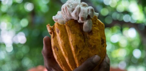 O cultivo do cacau na Floresta Amazônica tem foco em sustentabilidade e produção (Yasuyoshi Chiba / AFP)