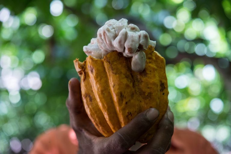 O cultivo do cacau na Floresta Amazônica tem foco em sustentabilidade e produção (Yasuyoshi Chiba / AFP)