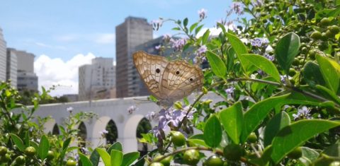 Vida nova na Praça dos Arcos. Foto: Organicidade/Divulgação