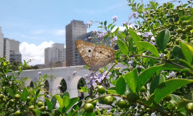 Vida nova na Praça dos Arcos. Foto: Organicidade/Divulgação