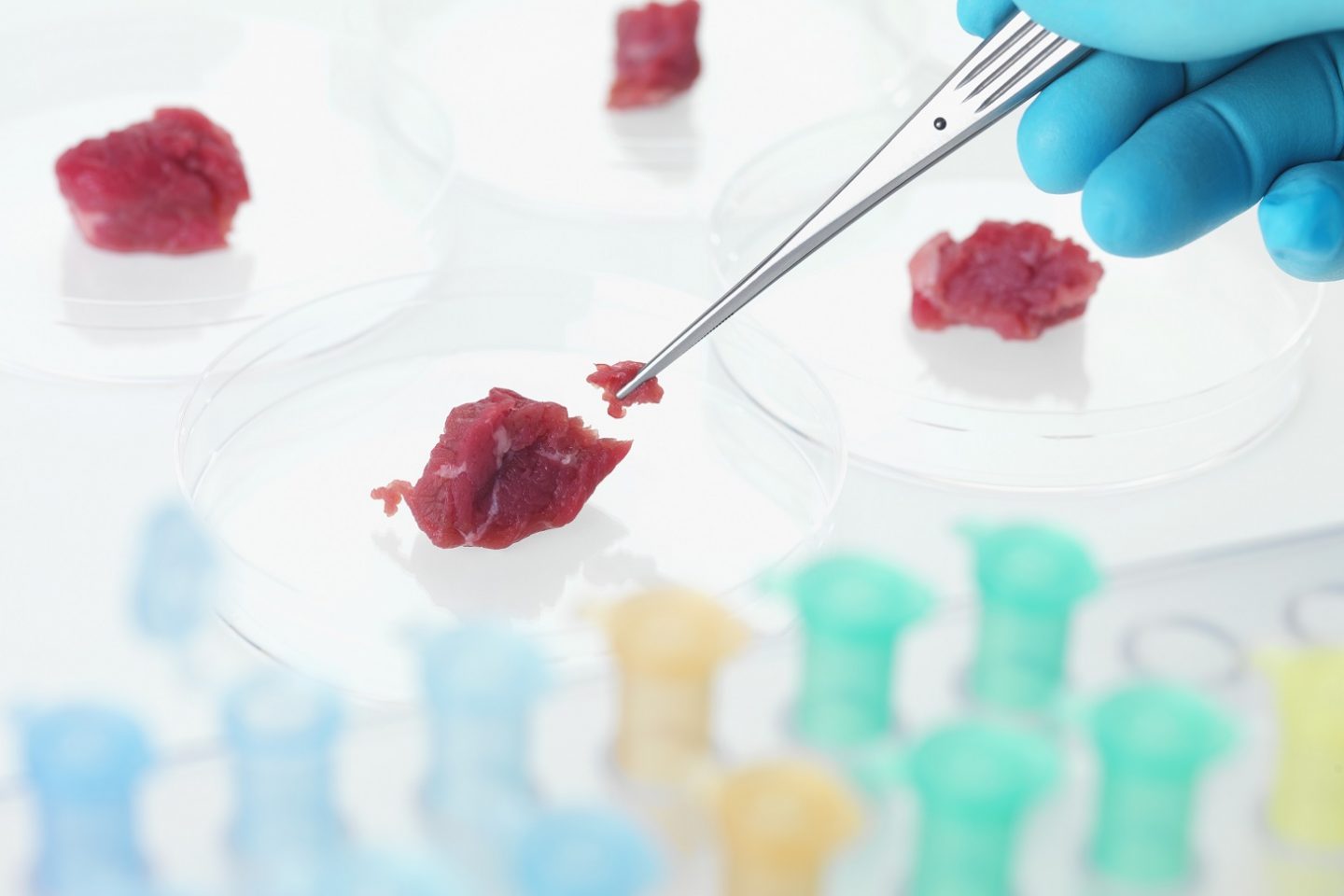 Em 2013, um hamburguer gerado em laboratório custava 325 mil dólares. Hoje custa 11,26 dólares. ABO / Science Photo Library